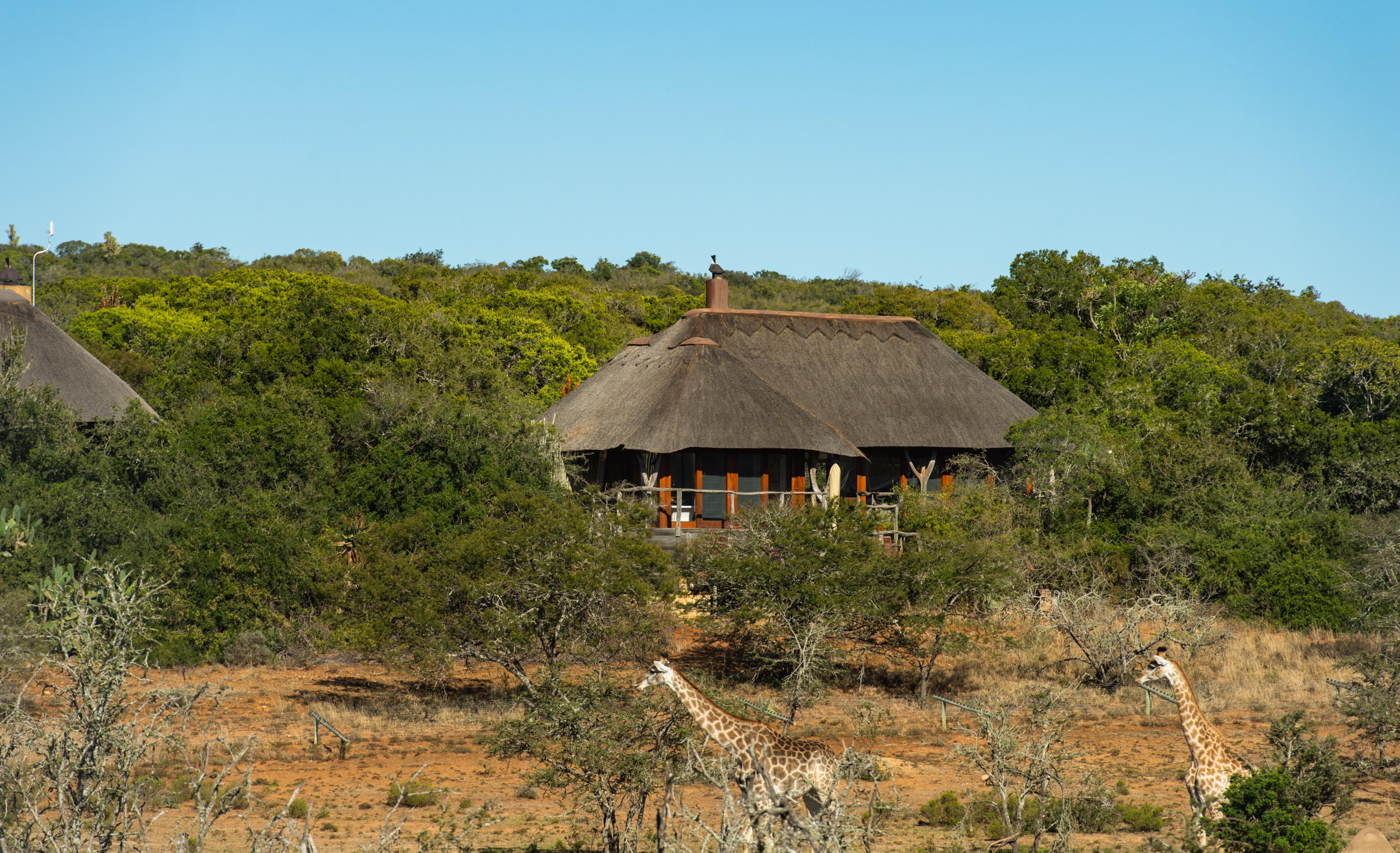 Pumba Private Game Reserve Puerto Elizabeth Exterior foto